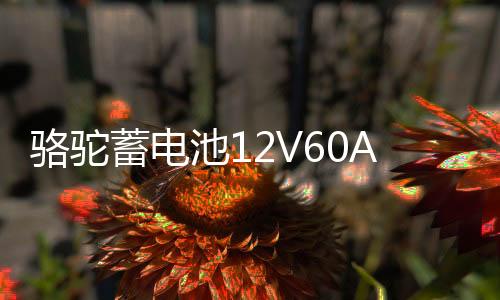 骆驼蓄电池12V60AH汽车电瓶L2400适配大众POLO宝来朗逸标致领克02下载